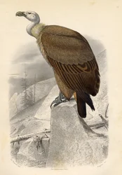Fawn Vulture, kaiverrus Paquien